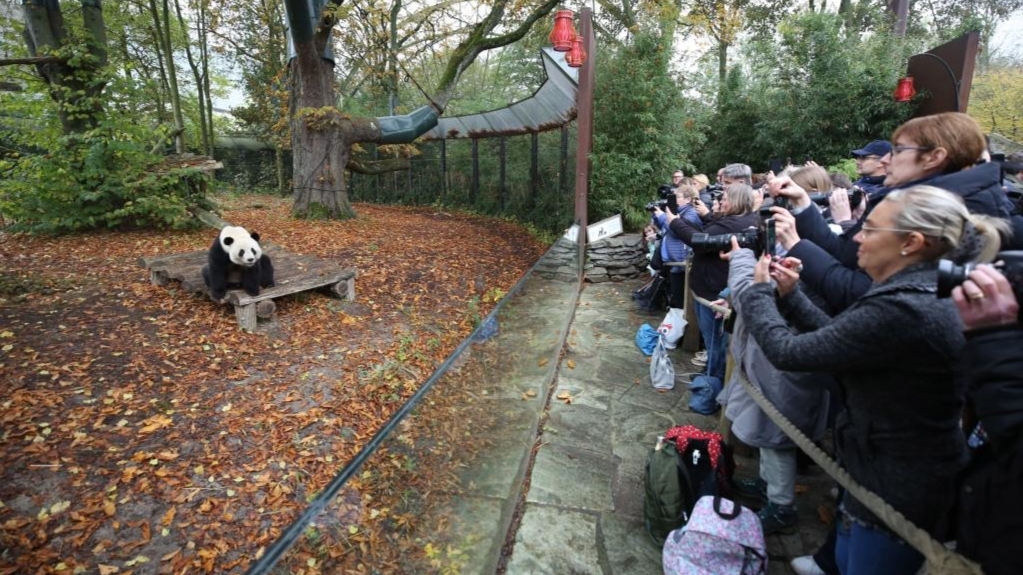 旅比大熊猫“守护者”埃里克·董博：打开感知中国之门