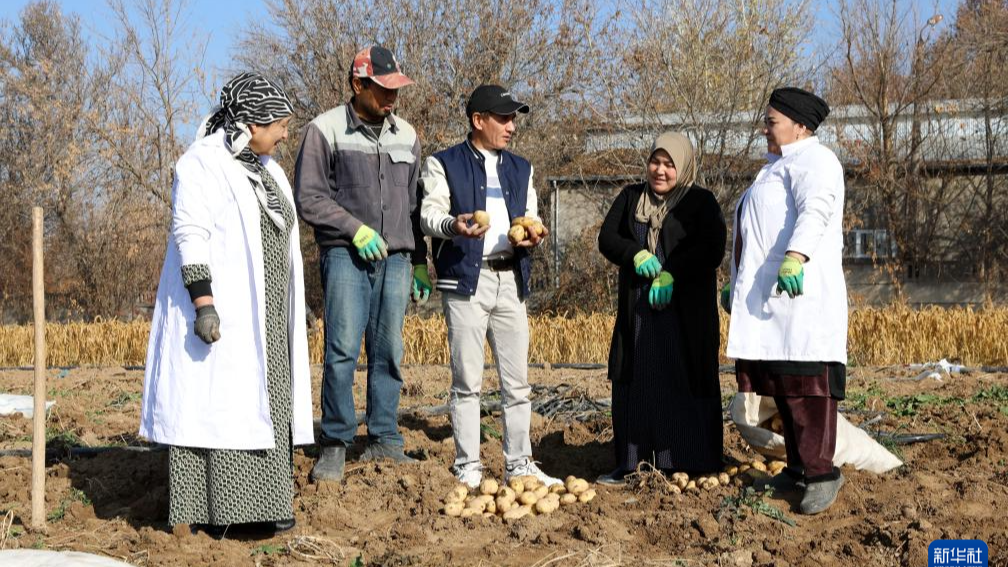 中方技术助力乌兹别克斯坦提升马铃薯产量