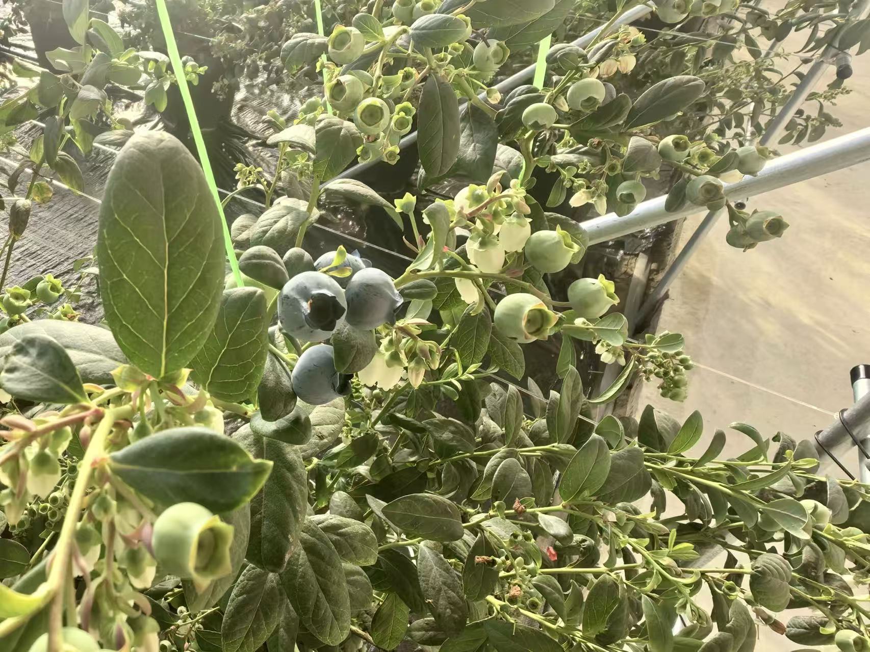 内蒙古达拉特旗：沙漠蓝莓将迎丰收