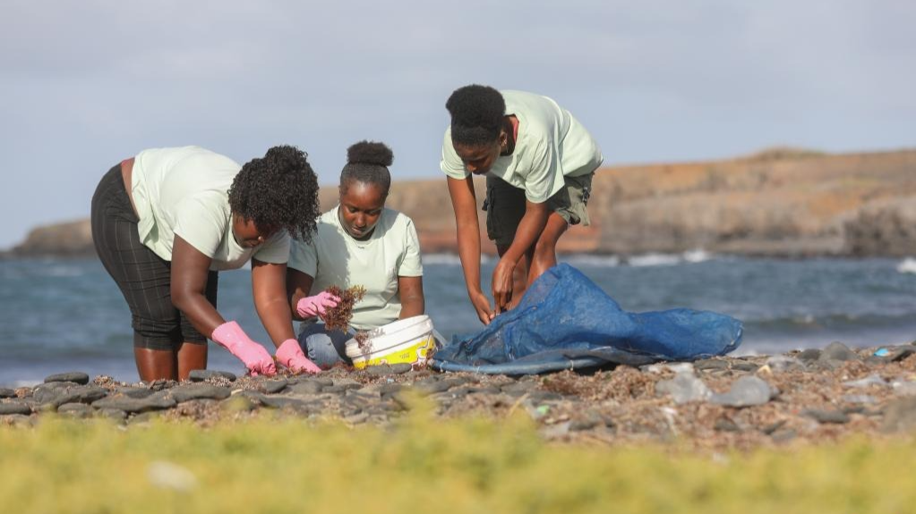 海藻变肥料：佛得角妇女的农业新实践