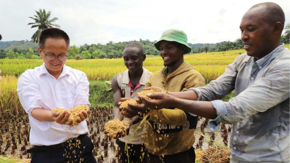 中国专家助力布隆迪水稻增产