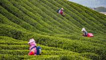 Across China: Chinese green pest control technologies benefit overseas tea plantations