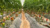 GLOBALink | Turning sand to salad: Chinese tech fuels desert farming revolution in UAE