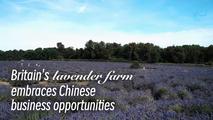 GLOBALink | Britain's lavender farm embraces Chinese business opportunities