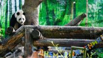 Feature: Moscow Zoo celebrates birthdays of panda couple with cultural extravaganza