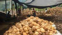 Feature: Chinese investment boosts Indonesia's coconut downstream industry