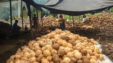 Feature: Chinese investment boosts Indonesia's coconut downstream industry