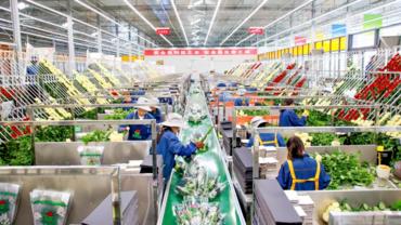 Fresh flowers from inland China hit Central Asian market