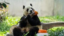 China Focus: China's giant pandas draw world attention from national treasure to global cultural icon