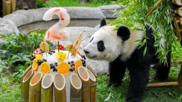 Feature: First Russian-born panda "Katyusha" celebrates birthday with avid fans