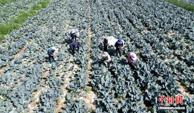 甘肃高原夏菜出口7月同比增长逾七成