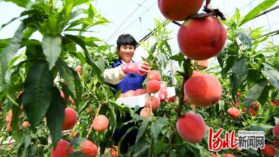 河北乐亭：鲜桃出口助农“甜蜜”增收