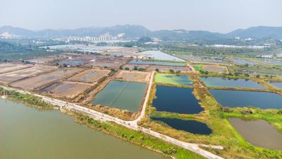 科技赋能传统养殖  “虎虾水产”打造大湾区水产养殖新标杆