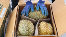 Across China: China-Laos railway boosts Southeast Asian durian sales in China