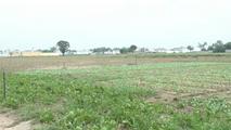 GLOBALink | Chinese crop varieties reshape agriculture in Pakistan
