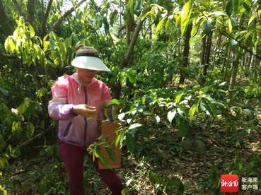 万宁尖岭村：高质量党建“引擎”驱动乡村蝶变