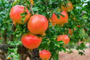 Pomegranate processing industry boosts development opportunity for E. China's Shandong Yicheng