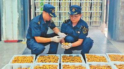 云南天保口岸首次进口泰国龙眼