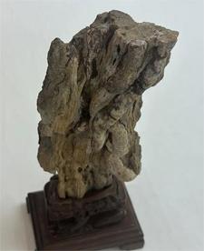 跨越2.5亿年的生命对话：远古蠕虫化石捐赠水蛭医药企业