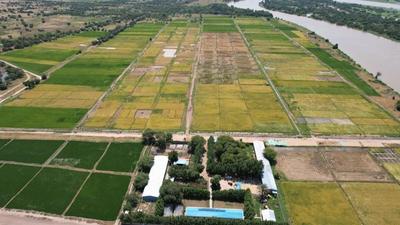 通讯丨希望的田野上收割机隆隆作响——中国援乍得农技援助项目举办“丰收节”