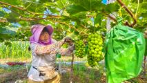 Abundant shine muscat grapes turn sweet orchard into prosperity garden in E. China's Zaozhuang Xuecheng
