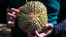 Malaysian durians reach China in 36 hours