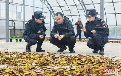 今年前9个月甘肃出口中药材货值超6000万元