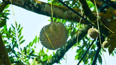 榴莲老饕如何“速通”马来西亚榴莲季