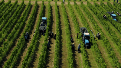 格鲁吉亚2025年葡萄采收约33.6万吨