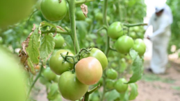 Feature: Chinese technology and equipment help Kuwaiti farmer turn desert into thriving agricultural haven