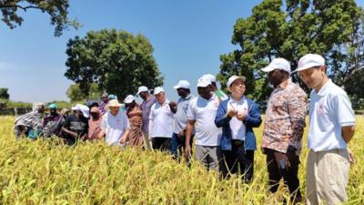 稻浪翻金歌声起——丰收节见证中布农业合作新成果