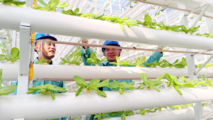 Reliable power supply safeguards smart agriculture development in Shandong's Linyi 