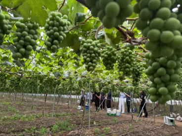 农业银行：金融活水精准滴灌 构筑产业兴旺新图景——“这五年，看山乡巨变”主题调研系列报道之二
