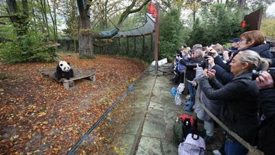 旅比大熊猫“守护者”埃里克·董博：打开感知中国之门