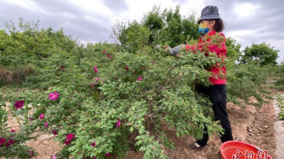 兰州苦水玫瑰酿“甜蜜经济” 系列产品远销海外