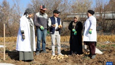 中方技术助力乌兹别克斯坦提升马铃薯产量