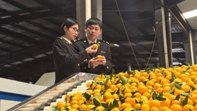 俏销海外！前11月抚州海关监管出口南丰蜜桔6.6万吨 货值4.1亿元