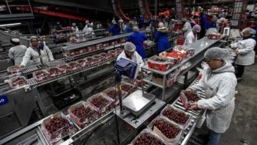 "Cherry Express" from Chile to amply supply China's New Year market
