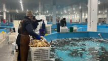 Swifter delivery of live king crabs realized in China with bonded transit trade