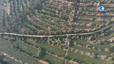 全球连线｜从茶园走向世界：一杯抹茶的“出海”之旅