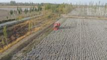 China's Xinjiang sees record cotton output in 2025