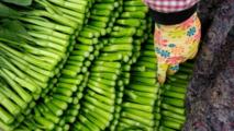 China's fresh produce finds favor in Central Asian market