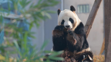 China's latest giant panda base opens to public, blending tech with conservation