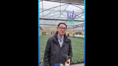 “财”访一线｜一颗西红柿，产值十个亿！