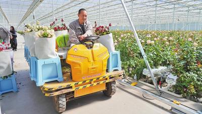 高原之花绽放全球——丽江鲜切花成外贸亮眼名片