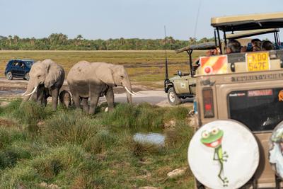 探访肯尼亚安博塞利国家公园