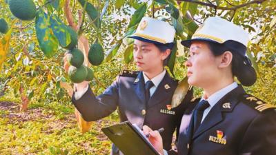 云南牛油果首次出口马来西亚