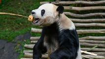 Giant pandas emblematic of Malaysia-China ties: official
