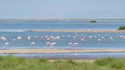 探访肯尼亚安博塞利国家公园