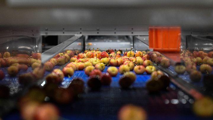 Chilean cherries ride wave of China's booming ice-snow economy